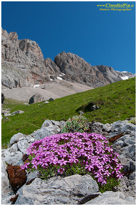 Silene acaulis, fiori di montagna, alpini, fotografia, foto, alpine flowers.jpg
